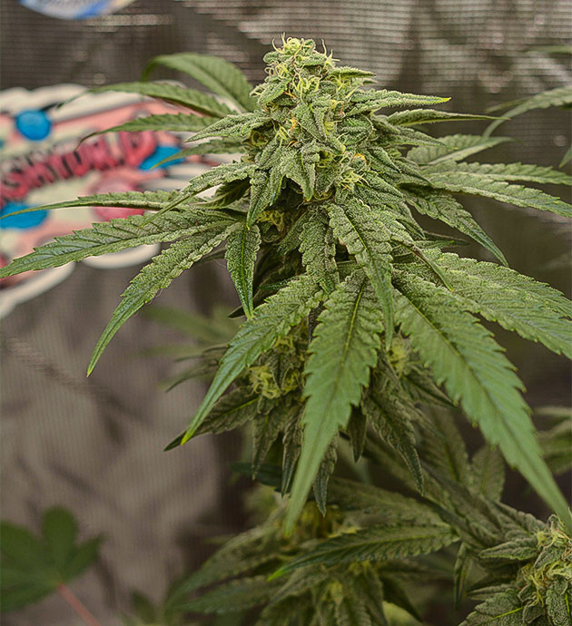 Твердые бутоны и усиление запаха High Society: подготовка к промывке