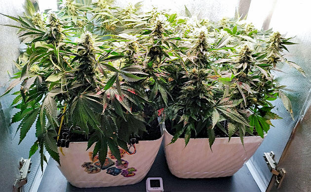 Кусты Mimosa Shot и Gorilla Zkittlez на 11 неделе выращивания