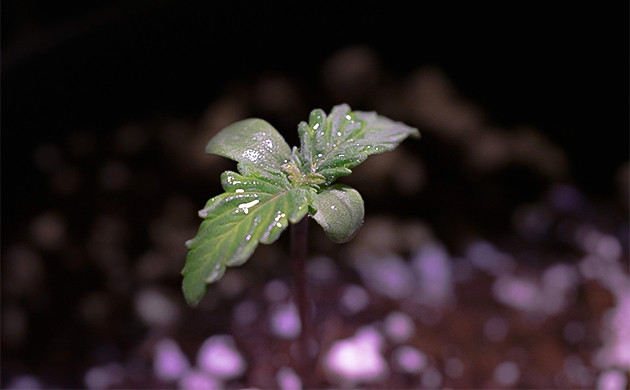 Куст Wedding Cheesecake Auto на 1 неделе выращивания Росток Wedding Cheesecake Auto