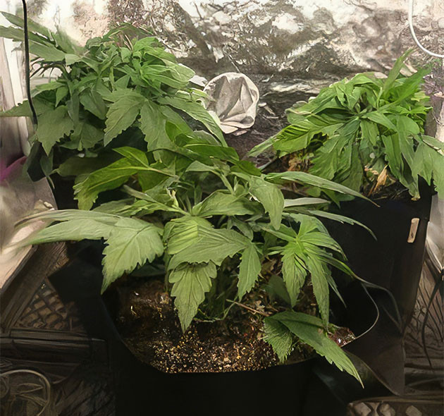 Пророст семян сорта HulkBerry