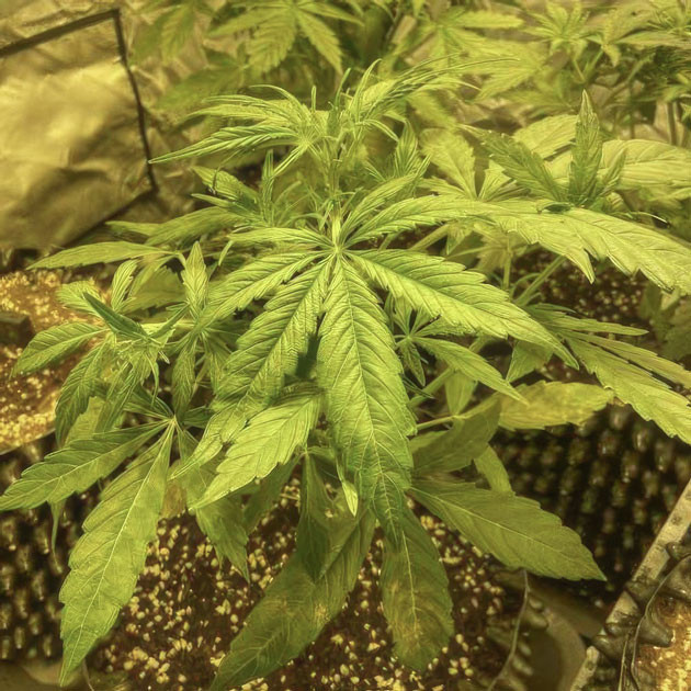 Куст Wedding Cake Auto на 4 неделе выращивания