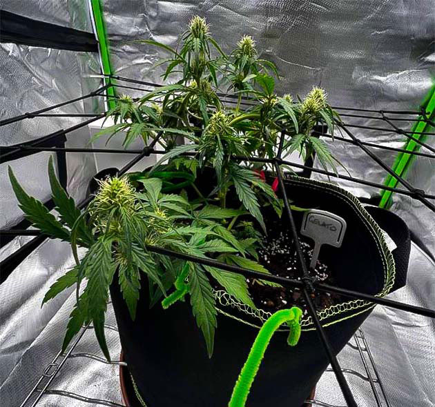 Куст Gelato ростом 30 см