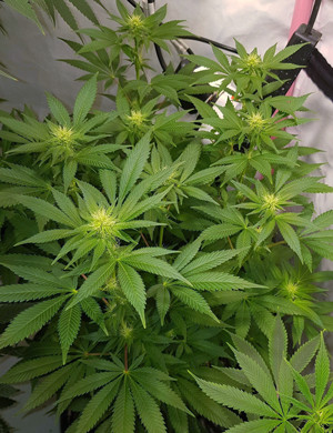 Формирование шишек на кусте