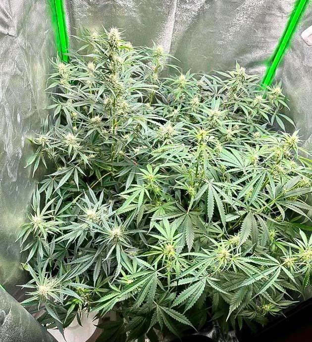 3-я неделя цветения конопли