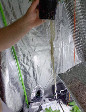 Корень конопли LSD