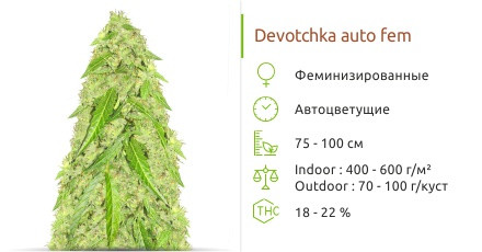 Сорт марихуаны Devotchka auto Devotchka auto от Doctor’s Choice