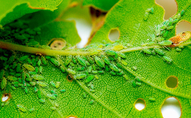 Способность тли к очень быстрому размножению Как тля размножается так быстро