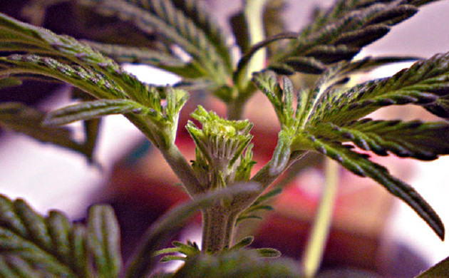 Срез более 70% верхушки куста