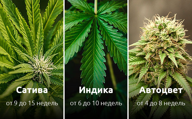 Норма цветения конопли