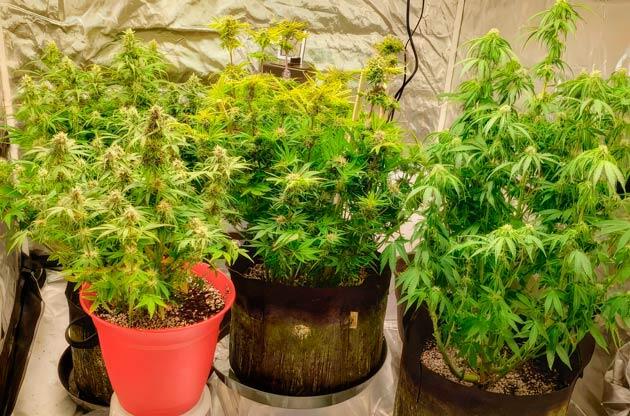 Кусты Northern Lights 10 of 10 от Seedkeepers на 10 неделе