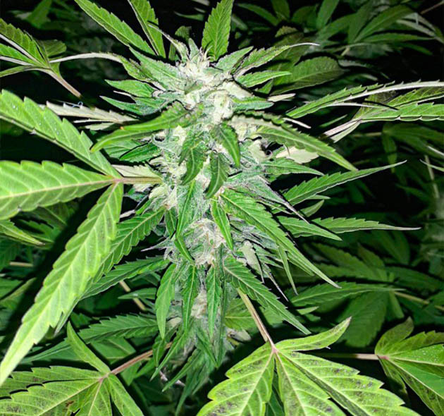 Соцветие перед харвестом