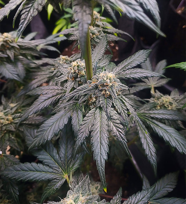 Потрясающий аромат и любимый сорт High Society: проверка трихом под микроскопом