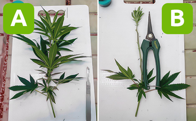 Выбор материнских растений для прививки Подготовка к прививке: выбор черенков