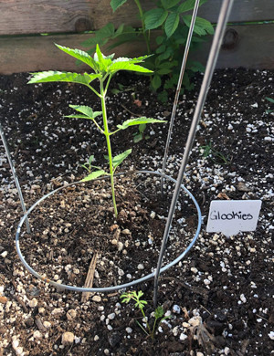 Формирование четвертого узла на кусте Четвертая неделя в аутдоре