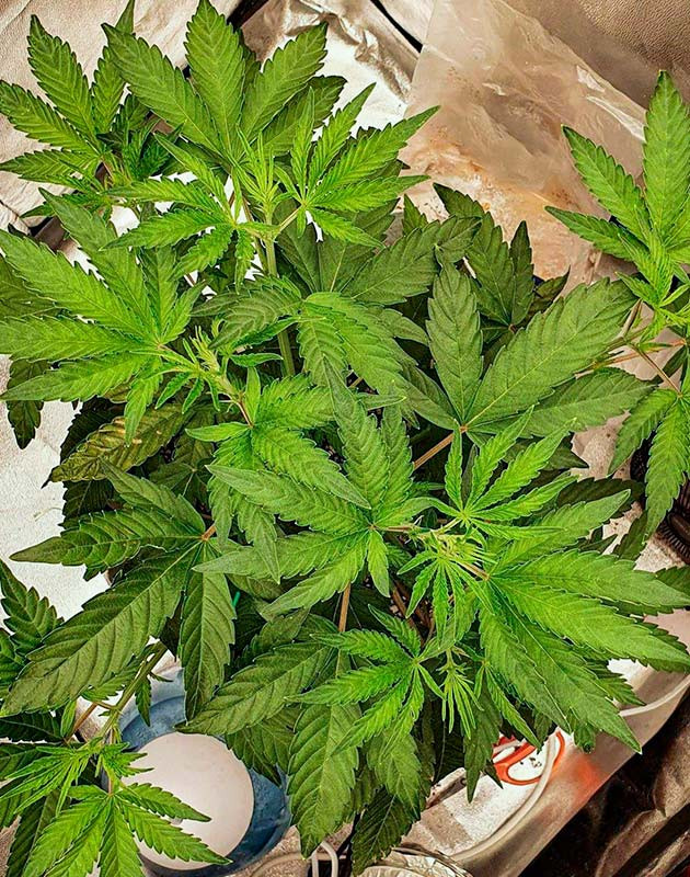 Куст Planet of the Grapes RBX на 5 неделе выращивания