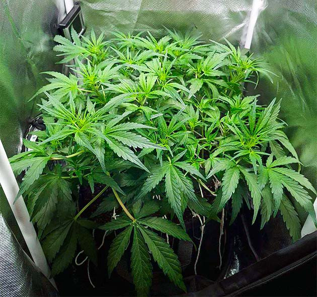 Подрезка куста Auto Cinderella Jack Дневник выращивания Auto Cinderella Jack