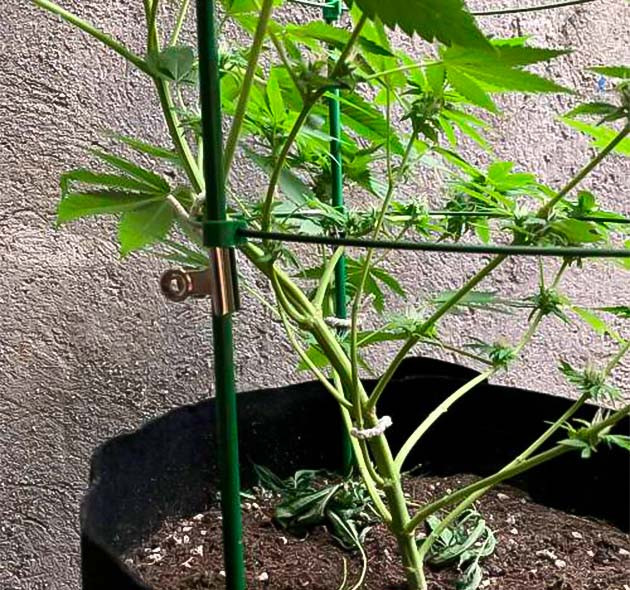 Конопля ростом 30 см