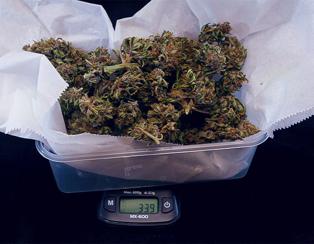 Сбор урожая соцветий Tropicana Cookies Auto Впечатления от харвеста Tropicana Cookies Auto