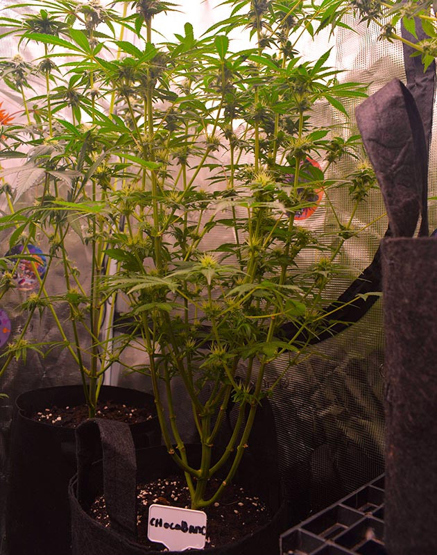 Высокий куст с формирующимися бутонами