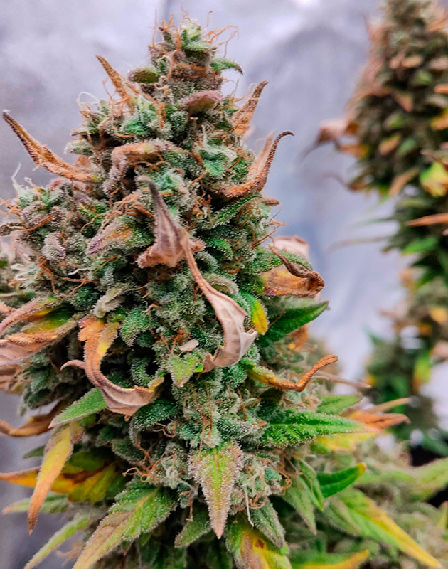 Маникюринг и харвест Кусты Purple Punch OG XL Auto на 9 неделе