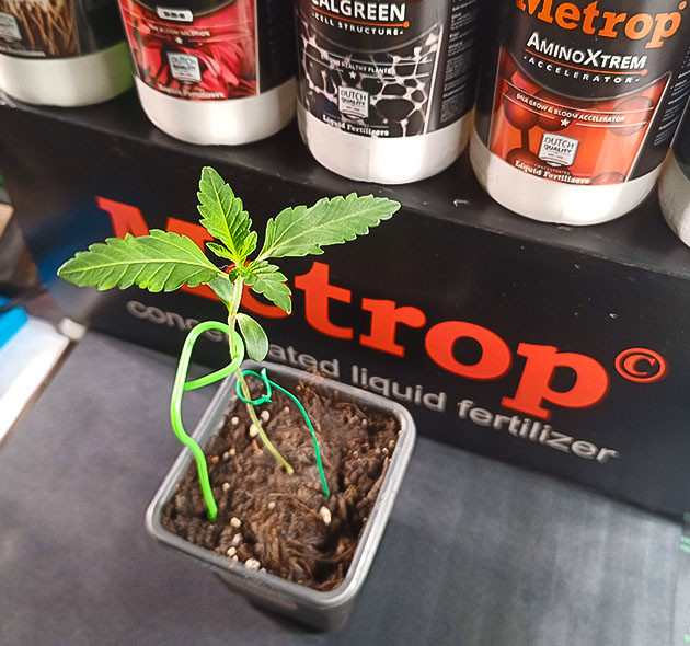 Вторая неделя: подкормка и уход High Society: развитие на второй неделе