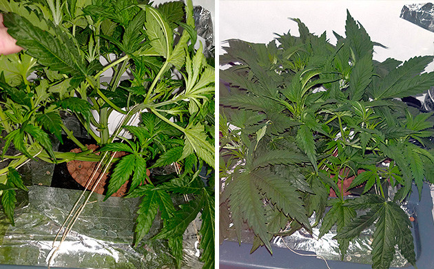 Tutankhamon от Pyramid Seeds 4 неделя