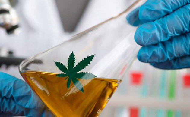 Каннабис и поддержка когнитивной функции у пожилых людей