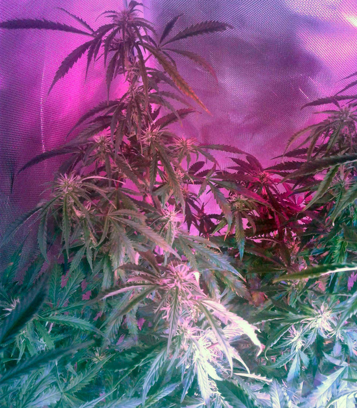 Марихуана Scout Cookies auto на 9 неделе выращивания