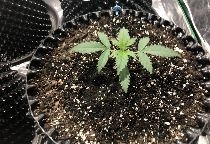 Стадия вегетации Jack 47 Auto