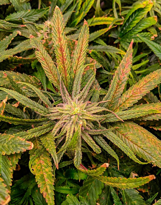 Куст Bruce Banner #3 на 12 неделе выращивания