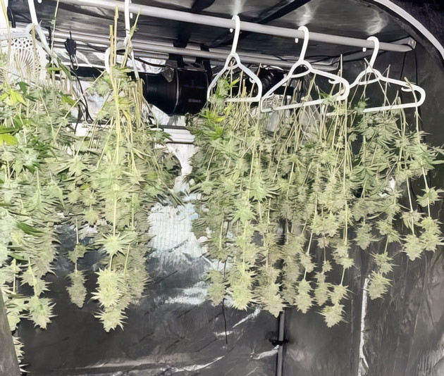 Срезанные соцветия сорта Bruce Banner #3