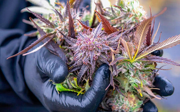 Быстрый гровинг Mimosa Выращивание Mimosa Auto