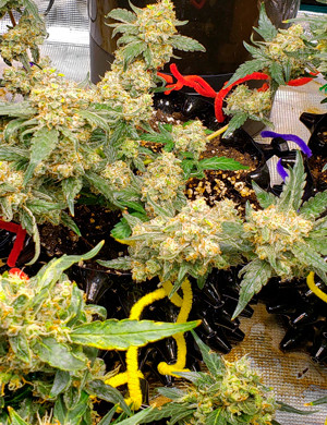 Большие шишки на 9 неделе