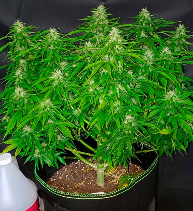 Цветение на 10 неделе Шишки на кусте с оранжевыми стигмами