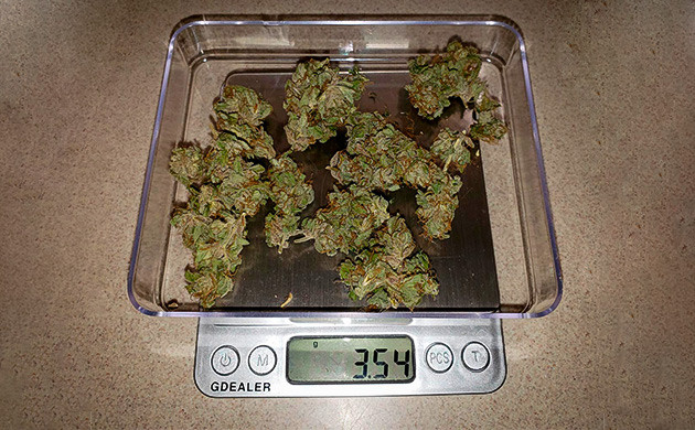 Сухой урожай выращенный Solo Cup Challenge Взвешивание 3,5 грамм урожая