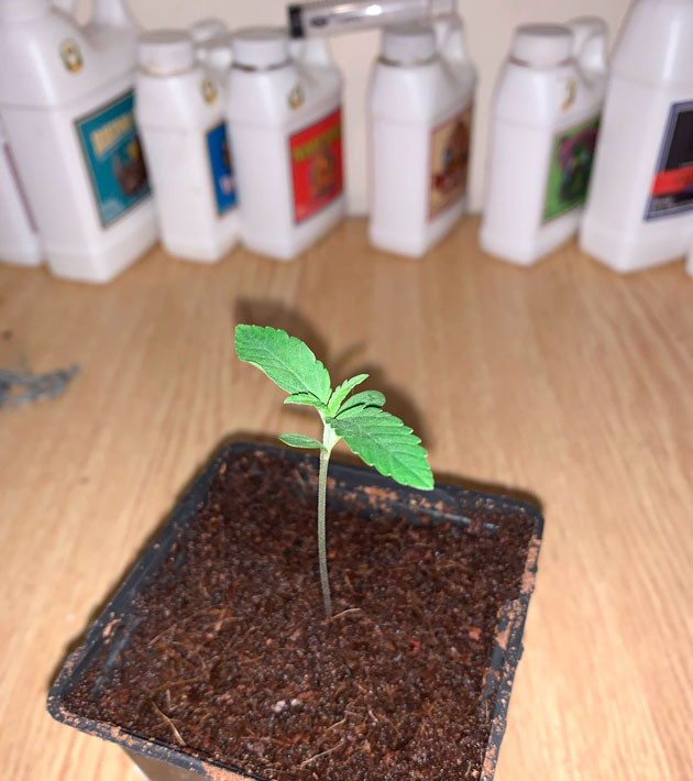 Проращивание семечки Росток Gorilla Auto от сидбанка Семяныч