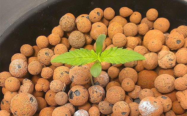 Росточек в горшке с керамзитом