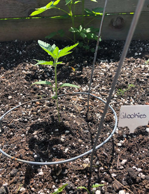 Установка круглой ограды для защиты растишки Саженец в открытом грунте