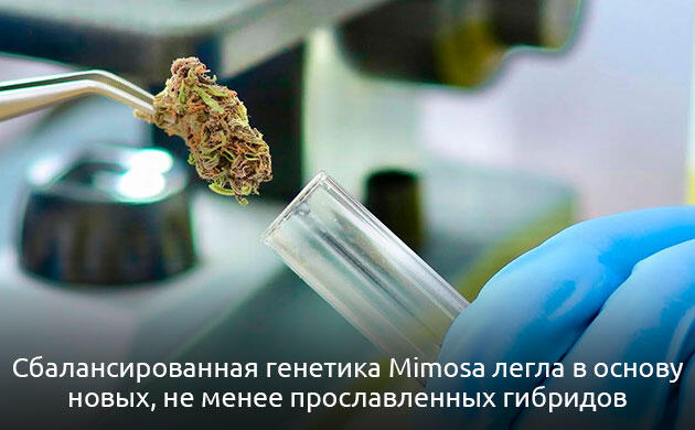 Происхождение марихуаны Mimosa Генетика конопли Mimosa