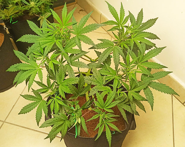 Дефолиация куста Каннабис ростом 60 см
