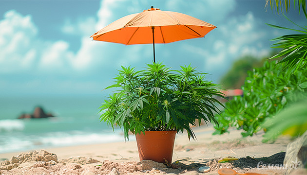 Тепловой стресс при выращивании каннабиса