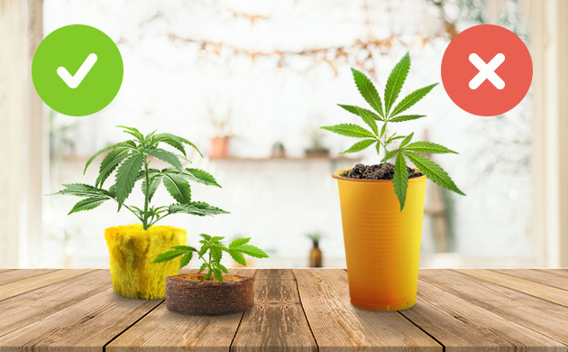 Выбор субстрата для рассады Таблетки из торфа и минеральная вата