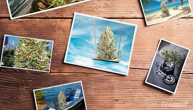 Сорта для отдыха Конопля в отпуске