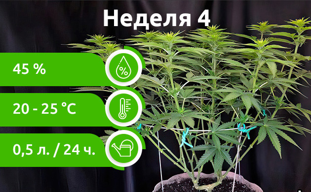 Неделя 4: Поздняя вегетация