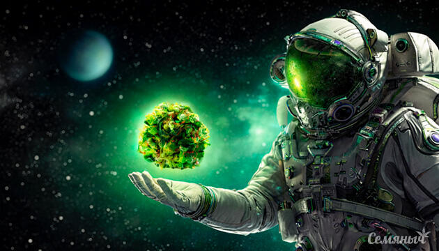 Тетрагидроканнабинол в структуре каннабиса ТГК конопли