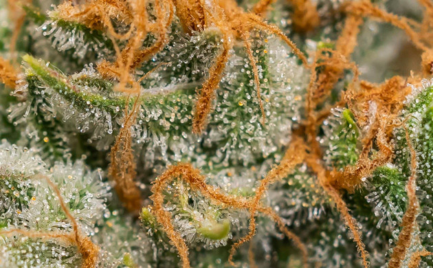 Трихомы конопли