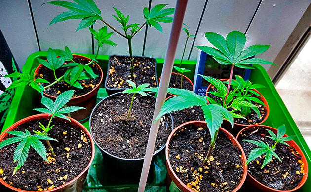 Растишки Biscotti Mintz на 2 неделе развития