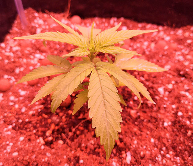 Третья неделя вегетации Небольшой росток с несколькими этажами листьев