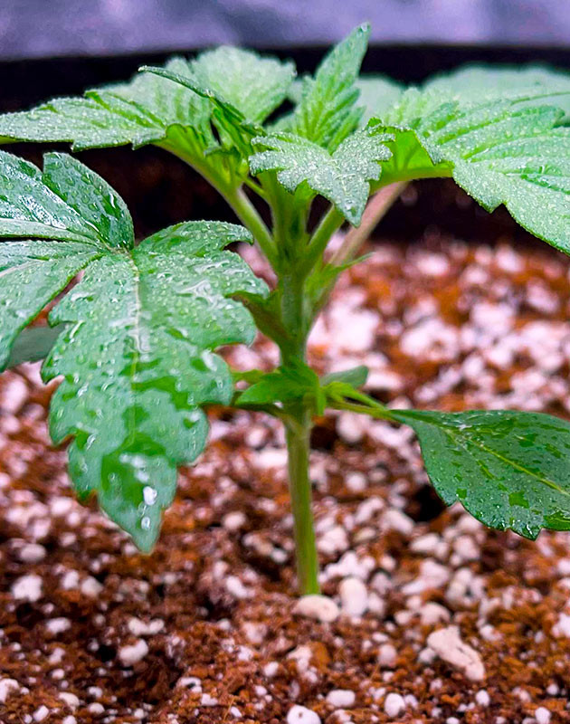 Гроурепорт сорта Bruce Banner Auto