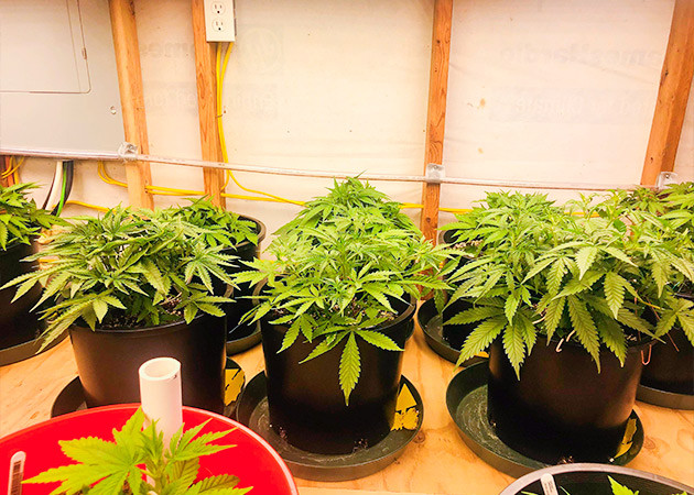 Тренировка растения Gelato Auto